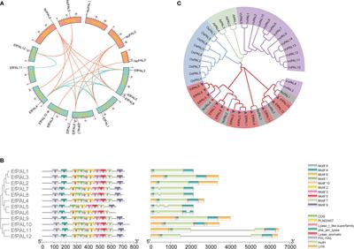 Molecular identification of phenylalanine ammonia lyase-encoding genes EfPALs and EfPAL2-interacting transcription factors in Euryale ferox